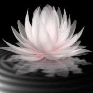 Meet your Posher, Kim diệp